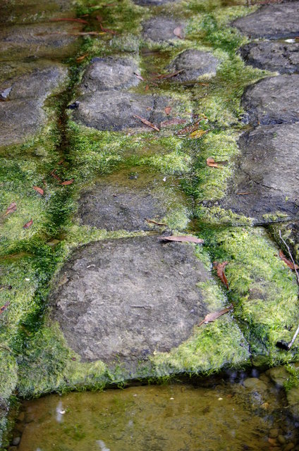 Tessellated Pavement Forestier Peninsula (11) VB.JPG