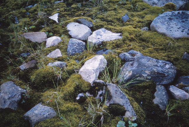 1105 (31) Grote hoekige stenen tussen mos