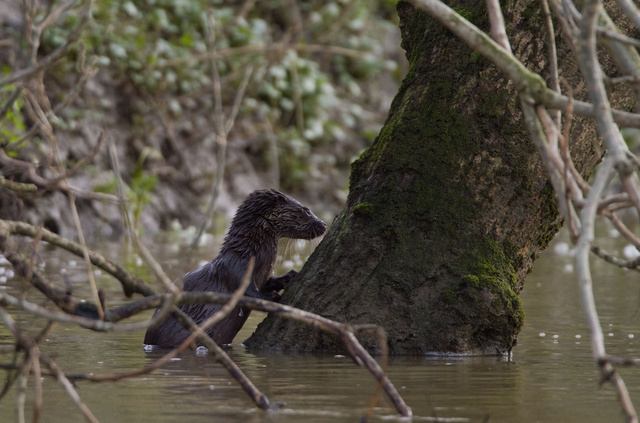 Otter cub