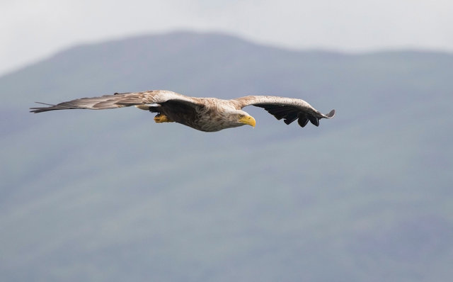 White-tailed eagle