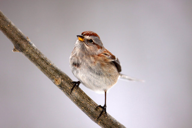 American Tree Sparrow, Ohio
