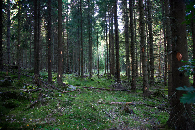 _MG_7266.jpg