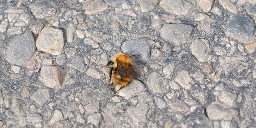 Resting Common Carder Bee by Alison Gracie