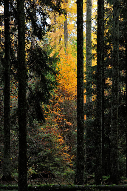 Ardennes 8