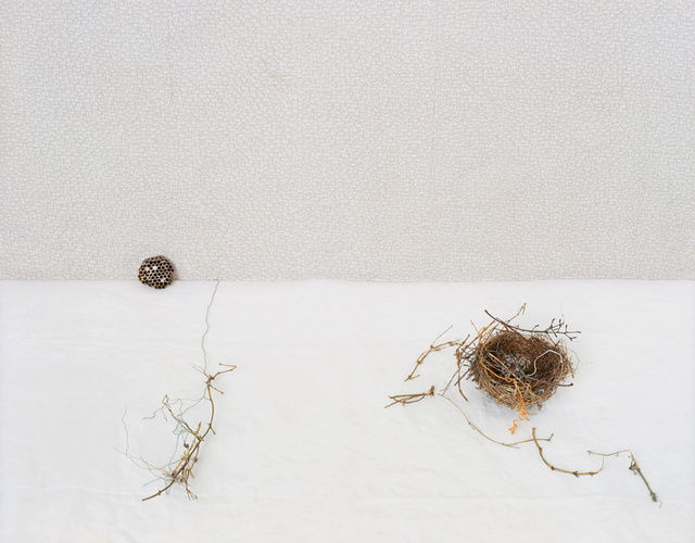 Birdnest, c 2009