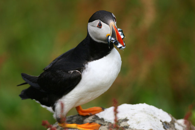 Puffin