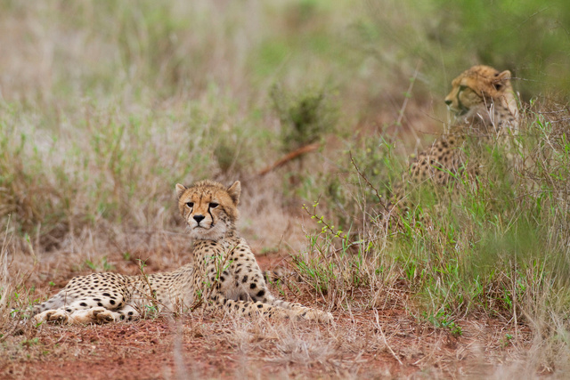 Cheetah cubs