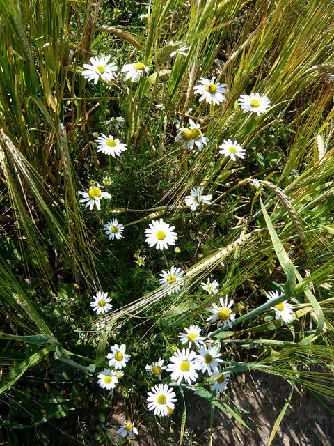 White Flowers in Barley (4) VB.JPG