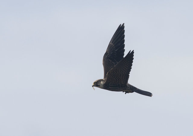 Hobby with dragonfly