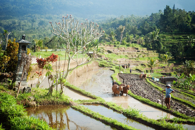 Rice Fields II