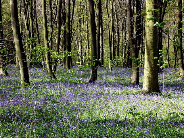 Woods near Stocking Spring (4) VB.JPG