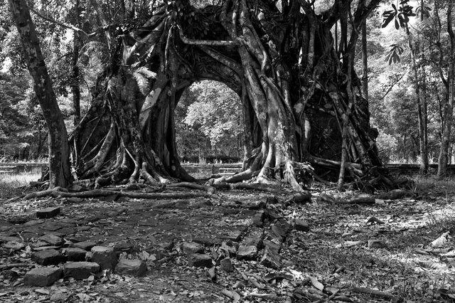 A tree at Minh Mang's tomb