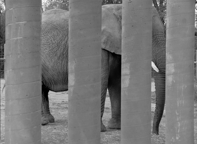  Elephant Forms Series #17.jpg