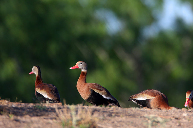 Black-bellied Whistling-Duck, April, southern Texas