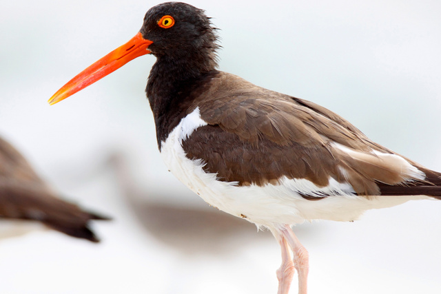 American Oystercatcher, NC, June