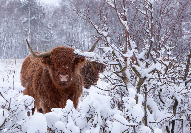 Schotse Hooglander