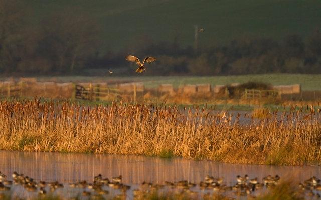 Marsh harrier