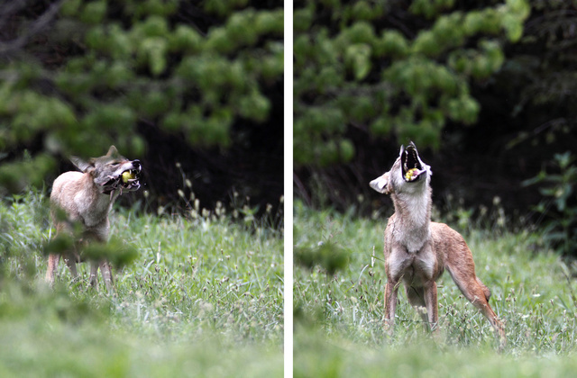 Coyote chewing and eating a pear.