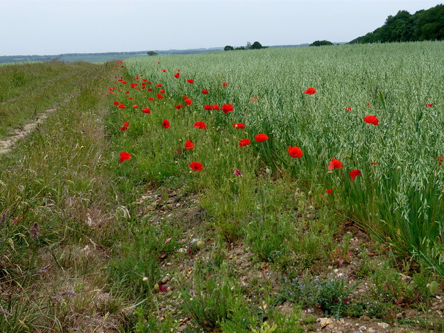 Poppys near Bull's Green (2) VB.JPG