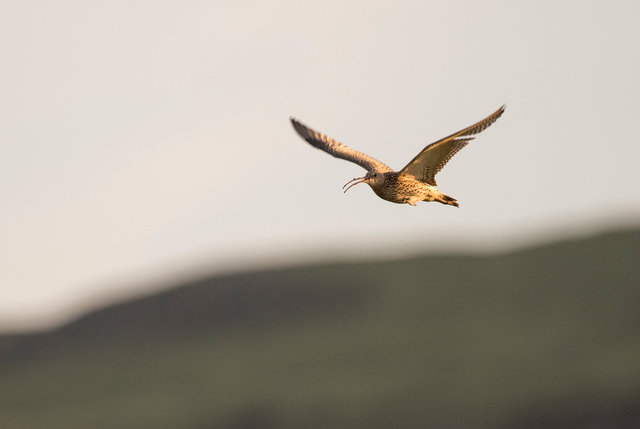 Curlew