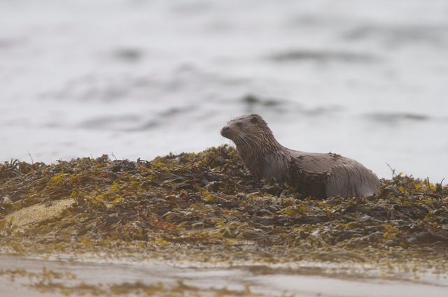 Otter