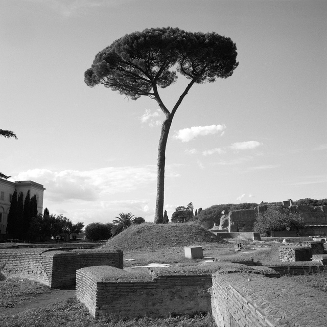 23_Rome Tree V1_1.jpg