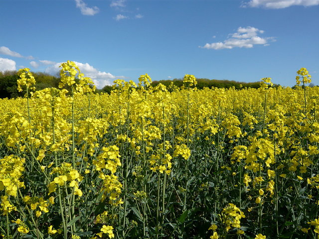 Rape Flowers near Bramfield (5) VB.JPG