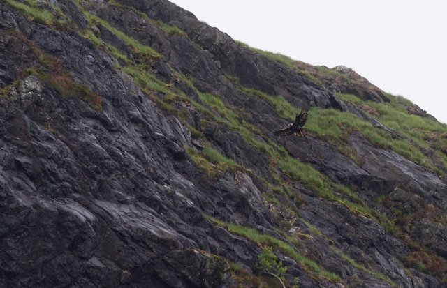 Golden Eagle