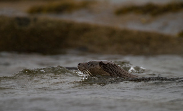 Otter