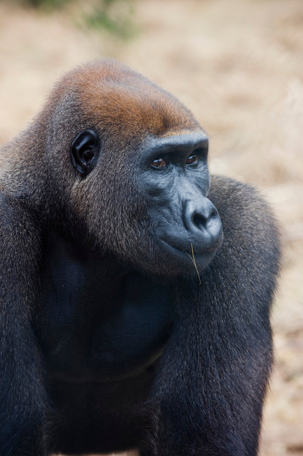 Gabon