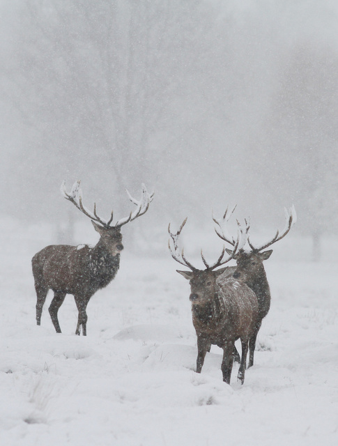 Red Deer Stags