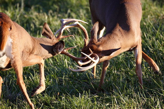 White-tailed deer, southern Ohio