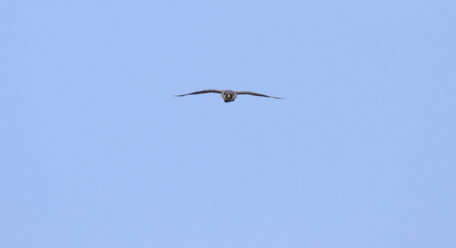 Peregrine falcon