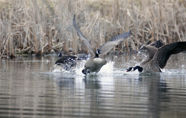 Canada Geese fighting over territory, late winter, Ohio