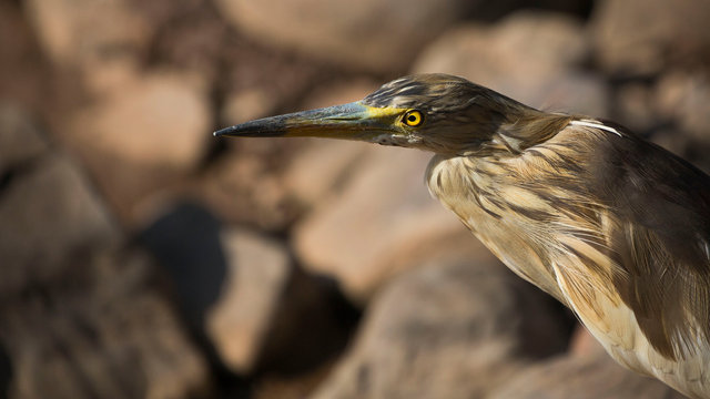Indian Pond Heron