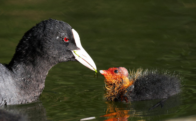Coot feeding young