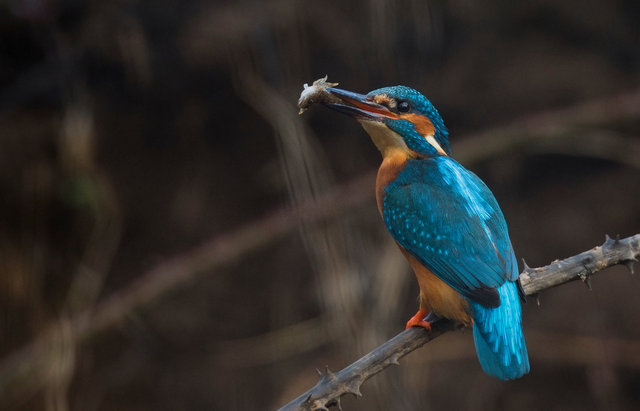 Kingfisher