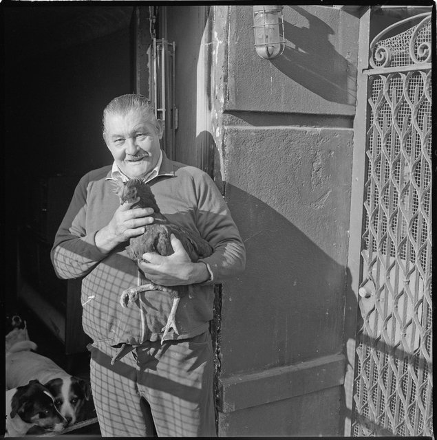 Man w. chicken103.jpg