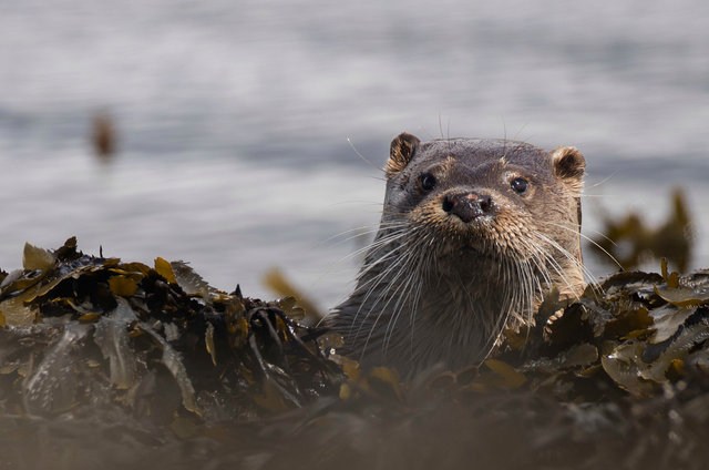 Otter