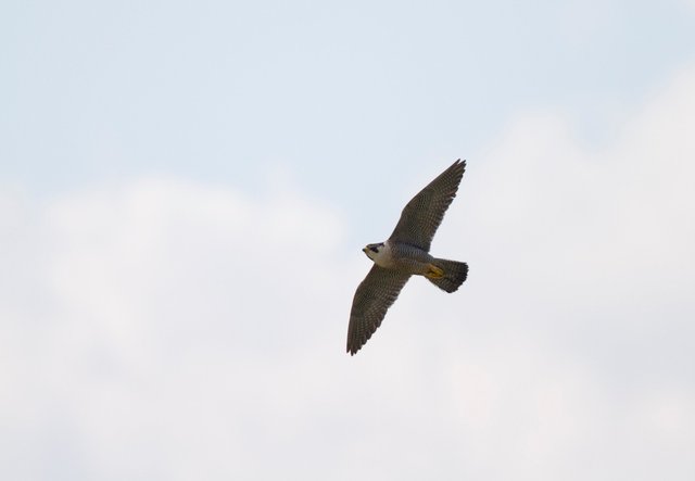 Peregrine falcon