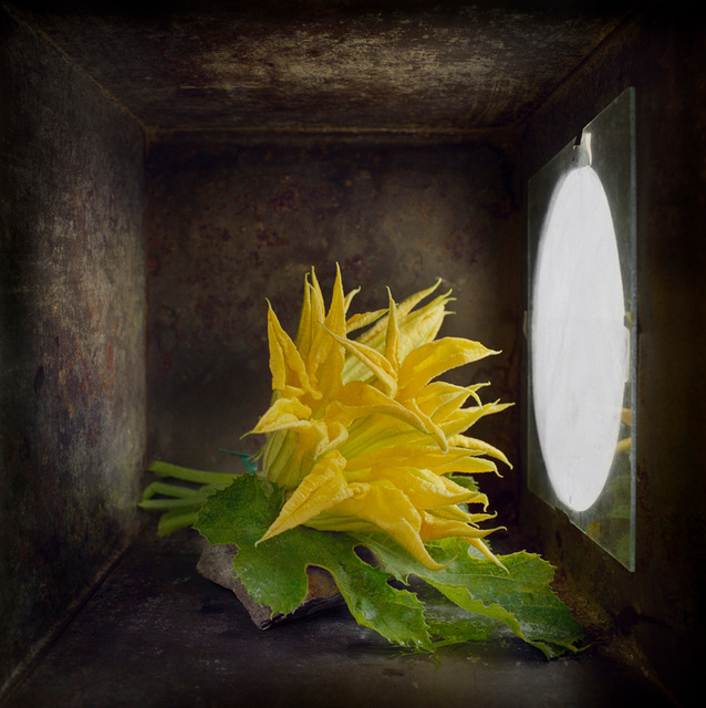 Zucchini Flowers, c 2000