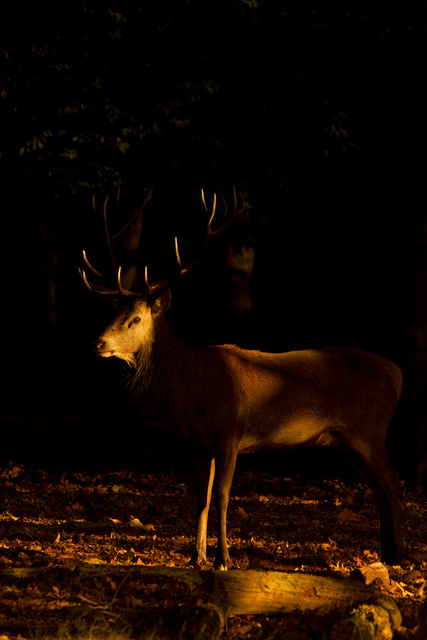 Red Deer Stag