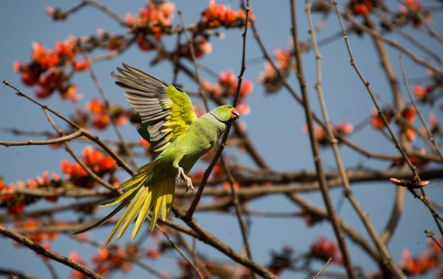 Rose-ringed Parakeet