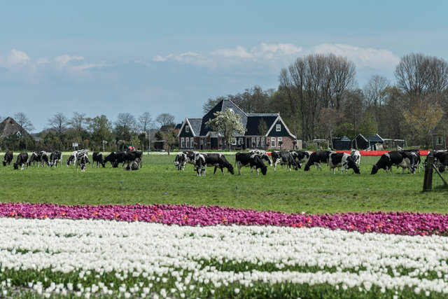 Tulips and cows