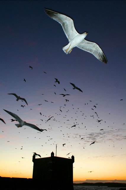 Essaouira