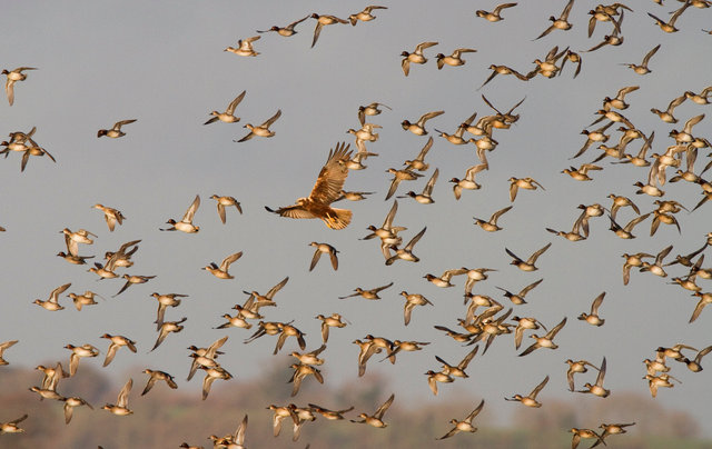 Marsh harrier in a flock of teal ducks