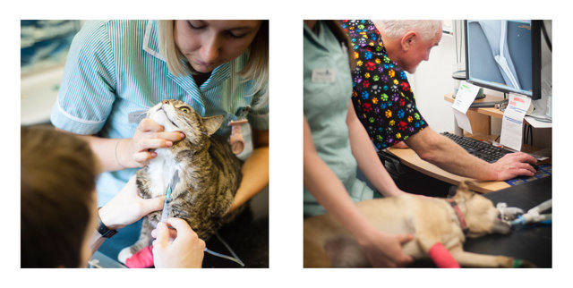 Nick John Lord veterinary photography