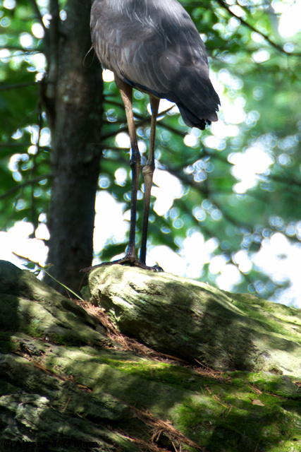 Heron Legs, Natick, MA