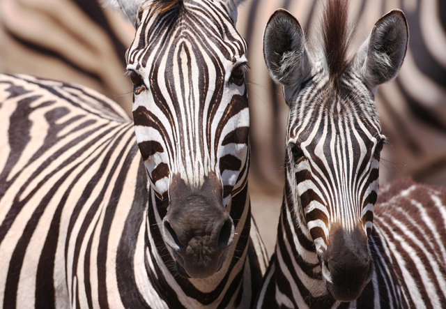 Zebra