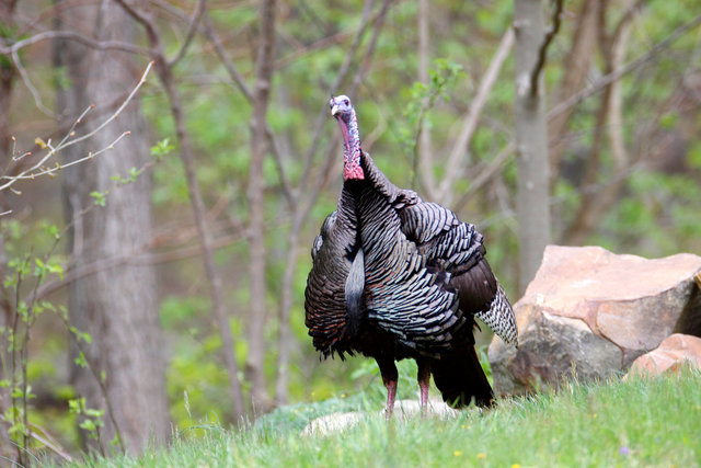 Eastern Wild Turkey, Spring, Ohio